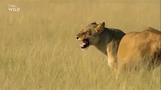 Nat Geo Wild: Смертоносная Африка. Калахари 2018