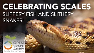 Celebrating Scales: Slippery Fish and Slithery Snakes!