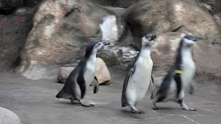 Watch baby penguins join the colony at the Syracuse zoo