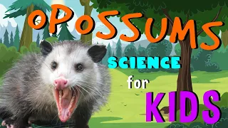 Opossums  | Science for Kids