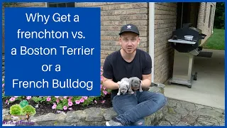 Why Get a Frechton vs. a Boston Terrier or a French Bulldog?