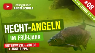 Hechtangeln im Frühjahr vom Ufer 🎣