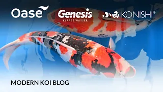 Modern Koi Blog #5663 - Live aus Japan: Makoto präsentiert seine besten Ginrin Showa