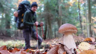 PEŁNO PRAWDZIWKÓW na leśnych ścieżkach!