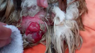 Care of Chicken With Prolapse vent.  How to video