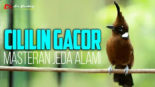 MASTERAN CILILIN GACOR DURASI PANJANG JEDA ALAMI