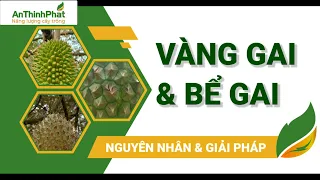 HIỆN TƯỢNG BỂ GAI - VÀNG GAI SẦU RIÊNG | NGUYÊN NHÂN VÀ CÁCH KHẮC PHỤC