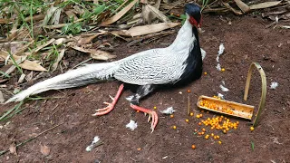 Wild Man: Create Simple Easy Snare Trap to Catch the Silver Pheasant in the Forest in Rain Season
