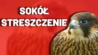 Sokół - Streszczenie, Sprawdzian, Matura, Egzamin, Kartkówka