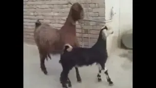 Bee Gees - Stayin’ Alive - Goats dancing style