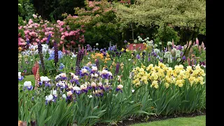 Iris Gardens and Companion Plants