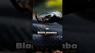 Top 10 Most Dangerous Snakes in the World #shorts #snake #top10