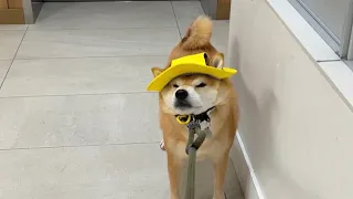 Shiba Gets a New Hat. He Hates It.