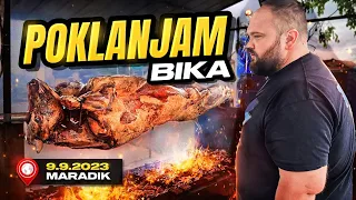 POKLANjAM BIKA ZA 100.000 PRATILACA !!! Najava SLAVE u Maradiku !!!