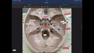 Practical anatomy _head & neck p1