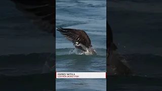 Osprey dives completely underwater and emerges with a massive fish in its talons.