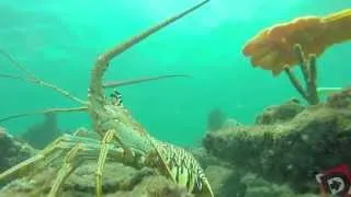 Scuba Florida - GoPro: Bug Out! Florida Spiny Lobster Season