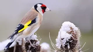 WINTER  - This can be a hard time for birds.