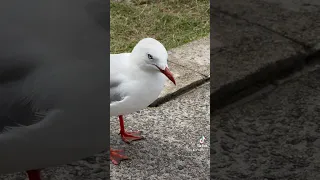 Чайка в Австралии. 🎵 @Александр Цай & @volanicky #seagull #sydneybirds