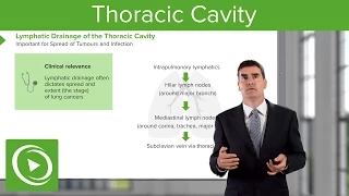 Thoracic Cavity: Lymphatic Drainage & Important Nerves – Respiratory Medicine | Lecturio