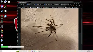 RATIRL's Spider Friend