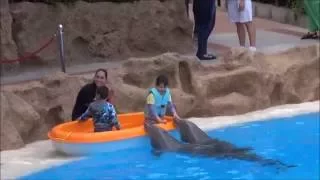 Dolphins Show at Loro Parque Tenerife