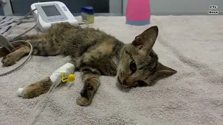 I try to save a kitten, unfortunately it nearly dead, but the kitten is alive when I saw | FTC Meow