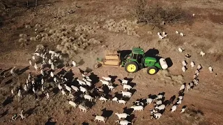 Grinding Hay for Sheep