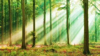 Relaxing Harp Music 🎵 Meditation Music, Stress Relief Music, Peaceful Forest Sounds (Lake Mood)