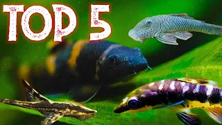 Top 5 Uncommon Oddball Algae Eaters