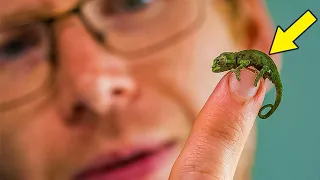 The World’s Tiniest Known Chameleon