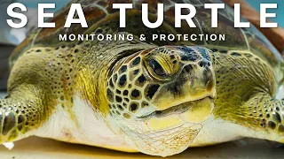 Sea Turtle Monitoring & Protection in Florida