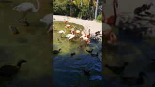 Flamingos at San Diego Zoo