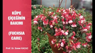 Küpe Çiçeğinin Bakımı ve Çoğaltılması, Fuchsia Care and Propagation, Bakımında Püf Noktalar