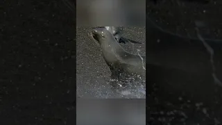 Fight for life. penguins vs fur seals