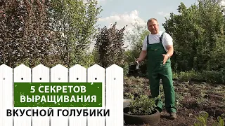 5 СЕКРЕТОВ выращивания вкусной голубики