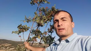 Antep fıstığı göz aşısı hangi ağaca yapılır tree grafting