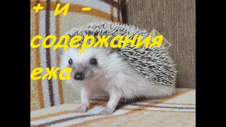 Минусы и плюсы содержания ежа дома 🦔🦔🦔