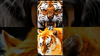 LION VS TIGER,LIGER, LEOPARD,JAGUAR,TOP STRONGEST CAT.