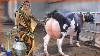 इतना सारा दूध  | Amazing Modern Automatic Cow Farming Technology,   Cleaning and Milking Machines