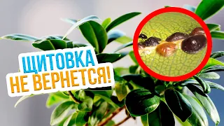 ЩИТОВКА НА ЦВЕТАХ - вредители комнатных растений! Как бороться с щитовкой на комнатных растениях?