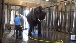 Elephant Bathtime