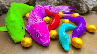 Mukbang 문어, 다채로운 물고기, 거대한 개구리 | 메기는 황금알을 먹는다 | 재미있는 스톱 모션 만화 Stop Motion