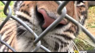 JoytvNews - Zoo Cats
