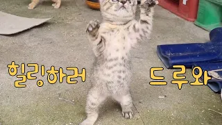 아기 고양이 나뭇잎으로 놀아주기(The Farmer and the Cat)