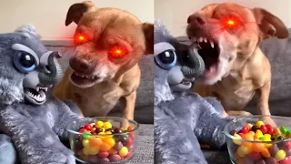The most Angry and Funny Chihuahua Compilation 😡 | mreviatar TikTok #3