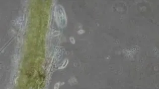 Microscopic life in a drop of water a short film