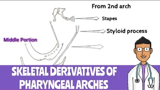 Derivatives of Skeletal Elements of pharyngeal Arches, Pharyngeal Arches part 2