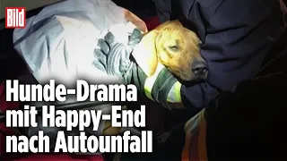 Hunde-Dame Dschutti überlebt 3 Tage nach schwerer Verletzung