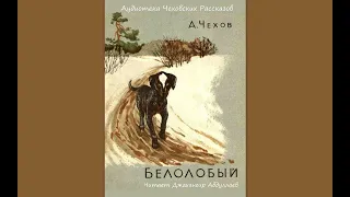 Белолобый (Чехов/Том9) в исп. Джахангира Абдуллаева